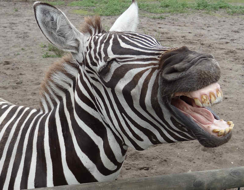 Zebra - Foto Erich Volland